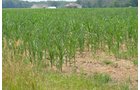 Property photo 25 - 51.5 Acres Offered in 5 tracts, 2 Farm Sites